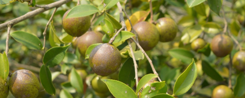 油茶树特点