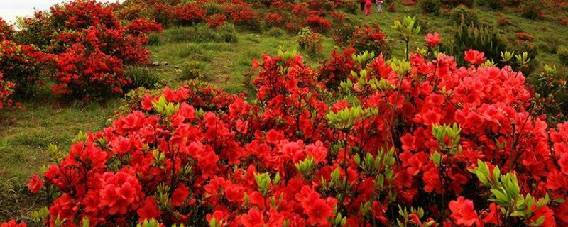 杜鹃花什么时候开
