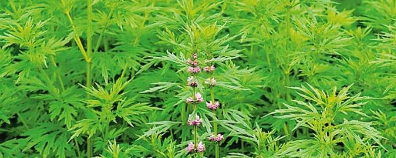 益母草什么时候开花