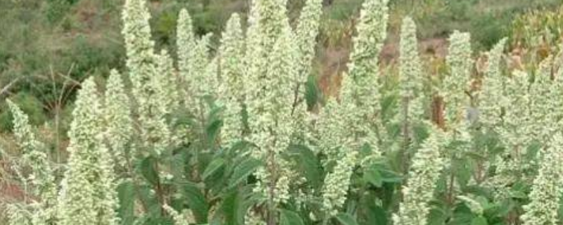 冬季有哪些主要蜜源植物
