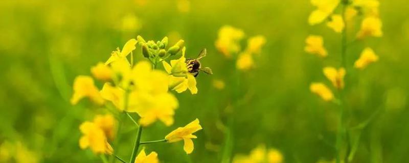 油菜花什么时候开花