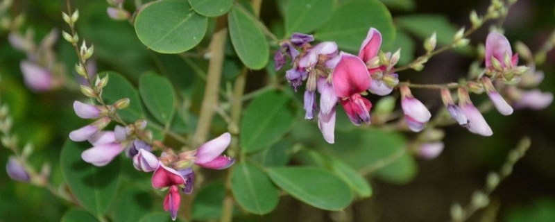 胡枝子什么时候开花