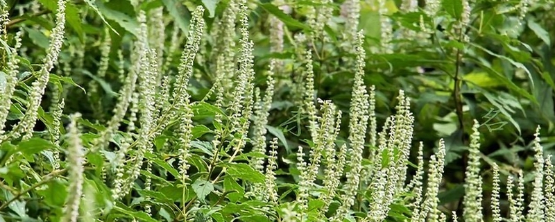 香薷什么时候开花