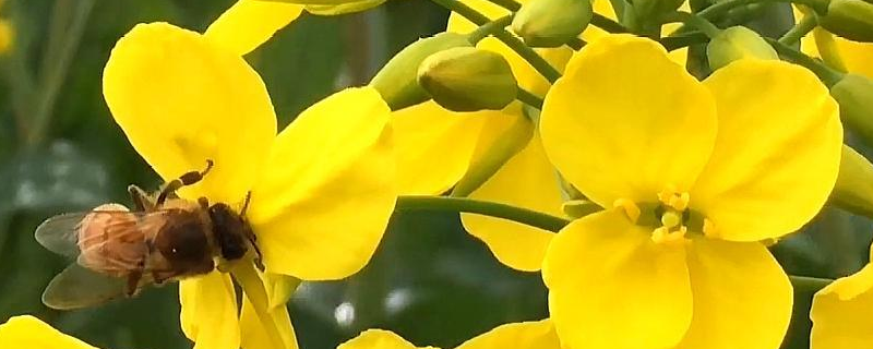 油菜花蜜是什么