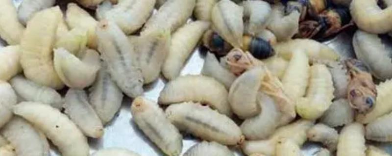 蜂蛹是怎么形成的
