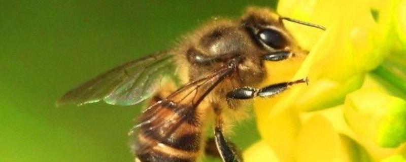 蜂类是怎么划分种类的