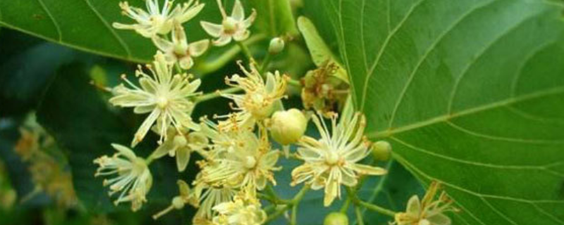椴树蜜好还是野桂花蜜好