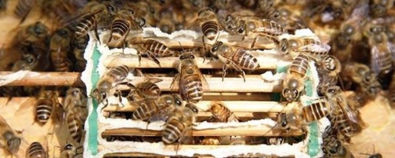 中蜂怎样介王安全