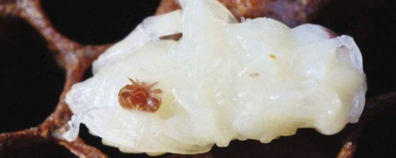 蜂螨是什么