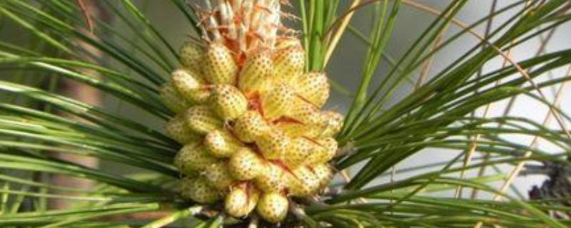 松花粉是什么东西