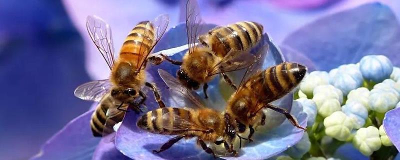 蜜蜂什么情况下会打架
