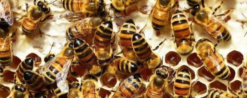 巢虫、蜡螟、棉虫、螨虫的区别