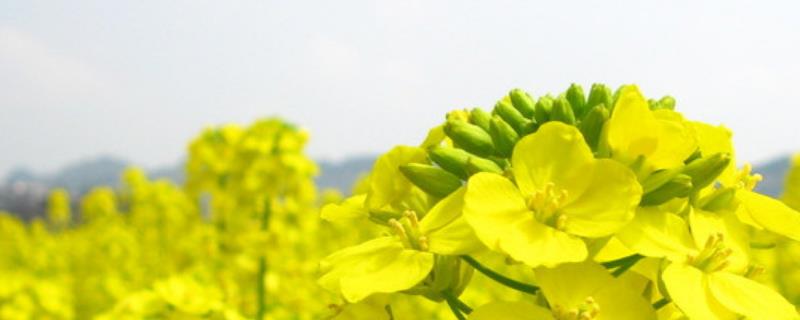 油菜花蜜和百花蜜哪个好