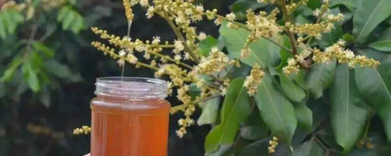荔枝蜜和乌桕蜜哪个好