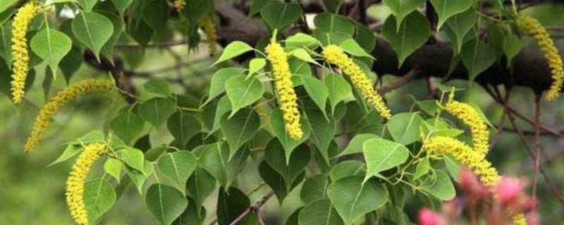 龙眼蜜和乌桕蜜哪个好