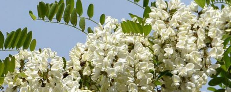 枣花蜜和槐花蜜哪个贵