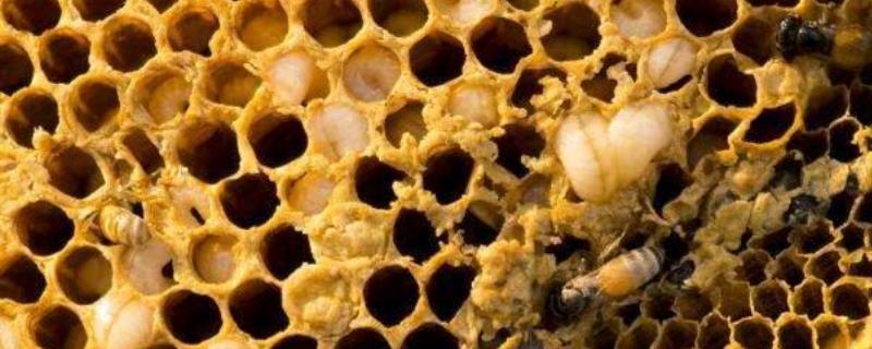 巢虫清木片原理及正确用法
