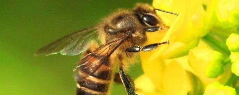 工蜂杀死蜂王是怎么回事