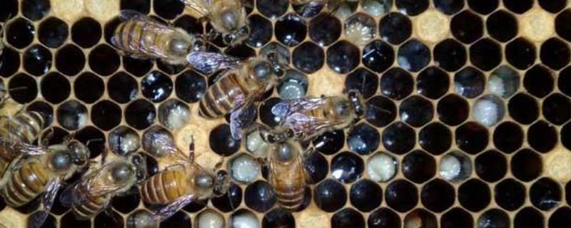 中蜂囊状幼虫病防治办法
