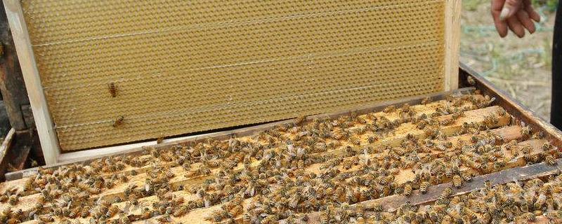 蜜蜂认巢、试飞、朝王、闹巢的区别