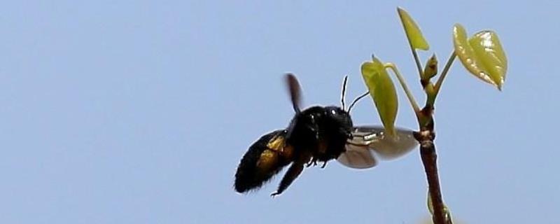 黑大蜜蜂生活在哪里