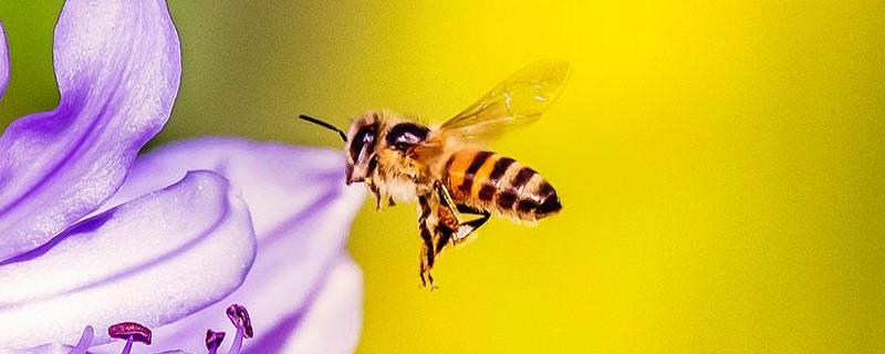 蜜蜂冬眠吗