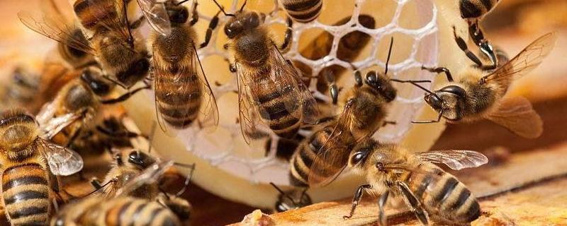 新手怎样养蜜蜂不会跑
