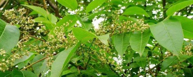 五倍子什么时候开花