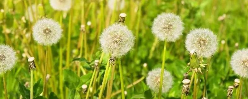 蒲公英什么时候开花