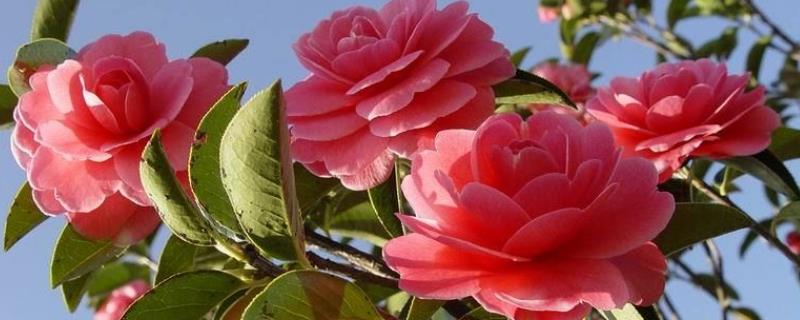 茶花什么时候开花