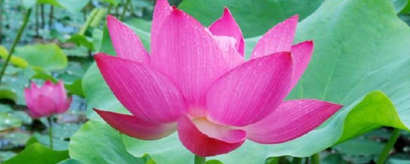 荷花开花时间