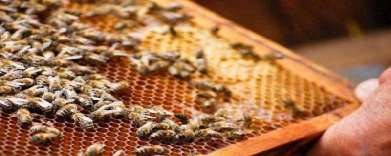 怎么给蜜蜂加脾