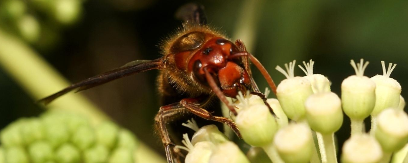 中国大虎头蜂真能蜇死人吗