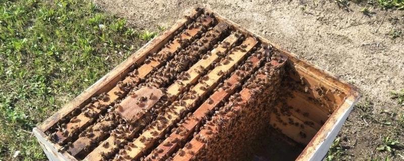 蜂箱简单的制作方法