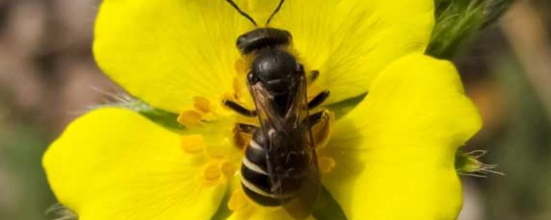 蜜蜂冬天怎么喂养才安全