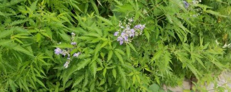 荆条什么时候开花