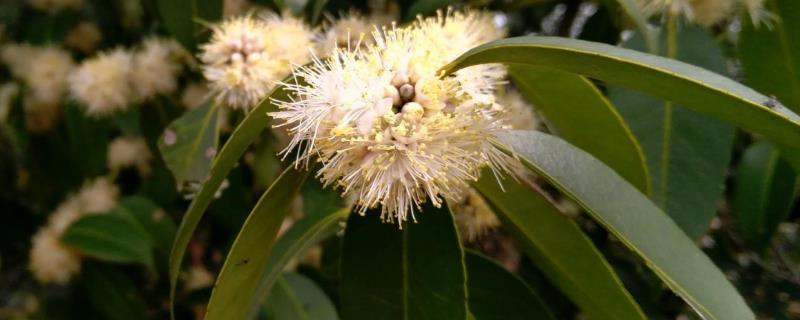 野桂花什么时候开花