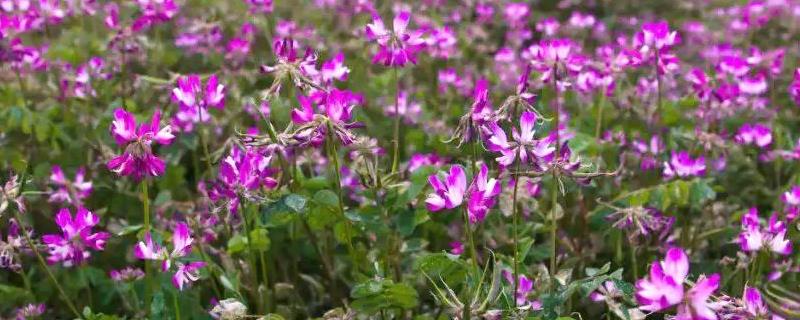 苕子什么时候开花