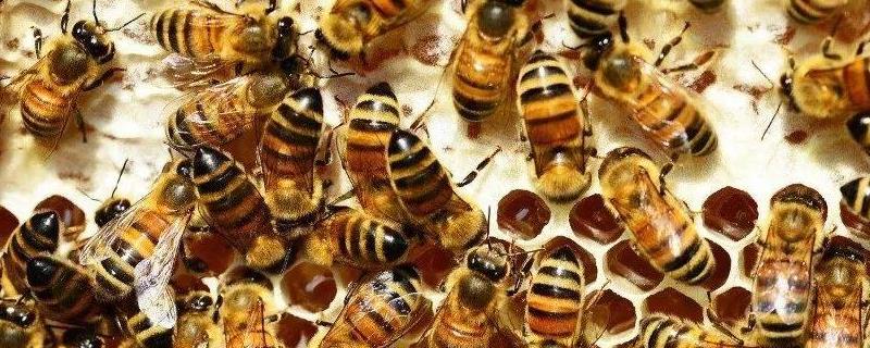 怎样让中蜂造王台换王