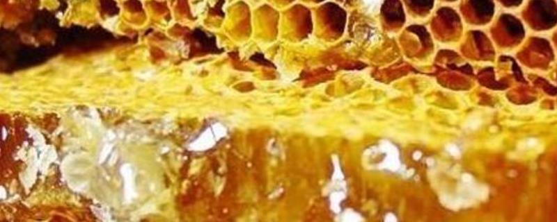 蜂胶的真假怎么鉴别