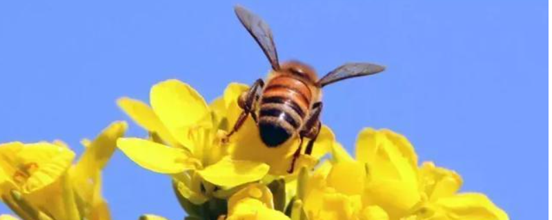 意大利蜜蜂是什么