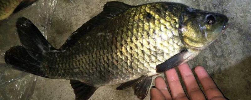 野钓鲫鱼最佳窝料配方