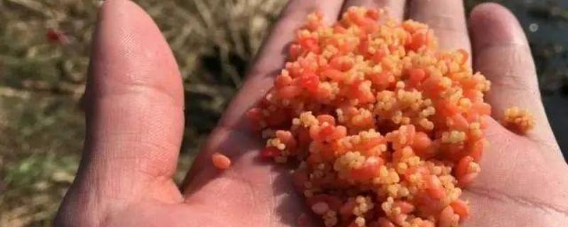 秋冬季节钓鲫鱼用什么窝料