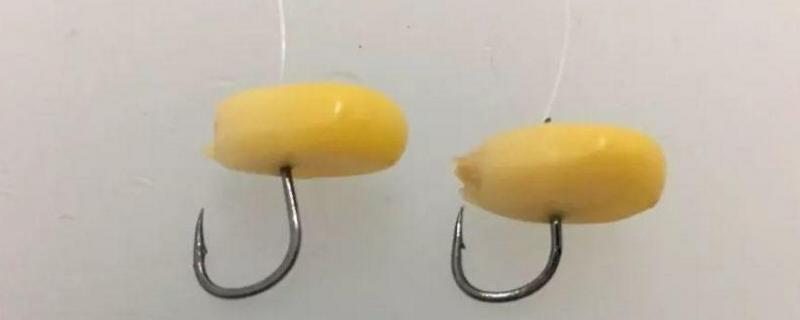 春天钓鲤鱼能用玉米吗