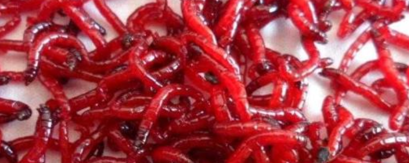 什么时候用红虫钓鱼最好