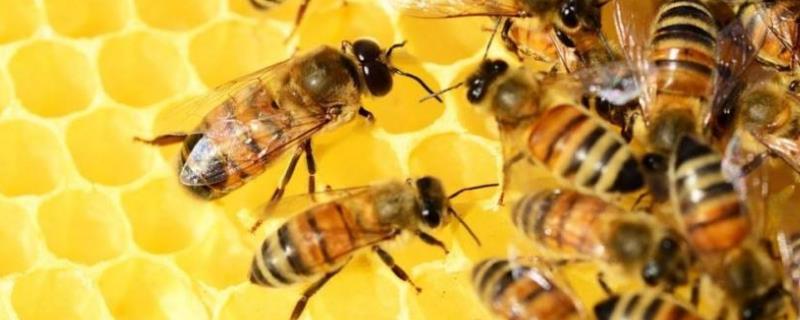 新手要了解哪些养蜂知识