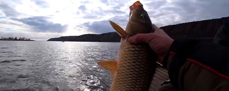 春天钓鲤鱼钓深还是钓浅
