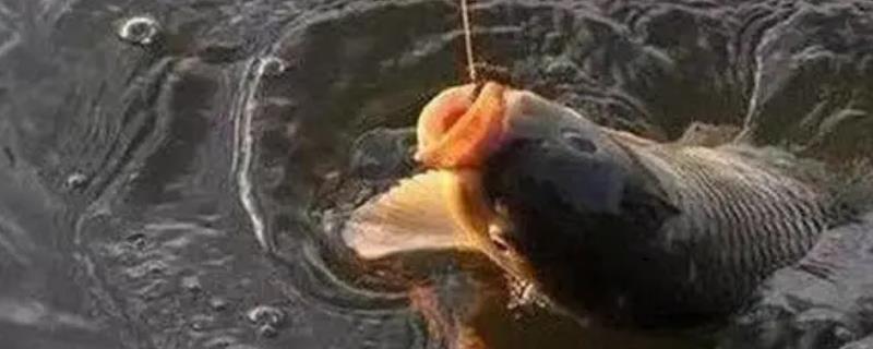 秋天钓鲤鱼最佳时间是什么时候