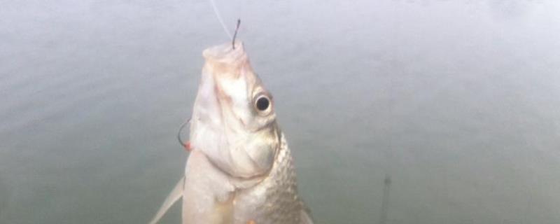 钓鳊鱼用什么饵料