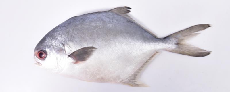 钓鲳鱼的最佳时间